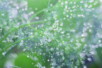 Young green dill in the dew in the garden. Grass seasoning, farming season. Macro natural background