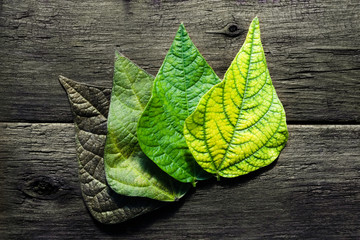 Beautiful bean leaves of different colors on a dark wooden background. Natural rural backdrop close-up, farmers season