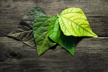 Beautiful bean leaves of different colors on a dark wooden background. Natural rural backdrop close-up, farmers season