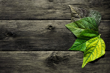 Beautiful bean leaves of different colors on a dark wooden background. Natural rural backdrop close-up, farmers season