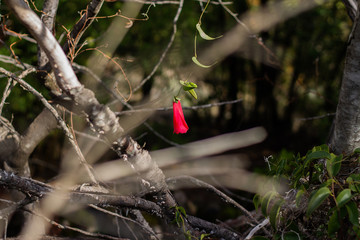 Flor de copihue entre ramas