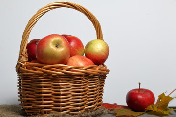 A large wicker basket with ripe juicy apples. New crop. Autumn maple leaf. On a white background.