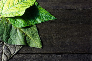 Beautiful bean leaves of different colors on a dark wooden background. Natural rural backdrop close-up, farmers season
