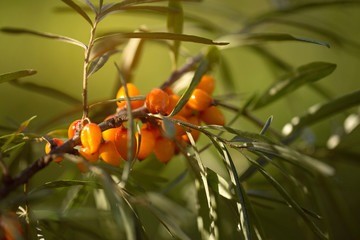 Ripe sea-buckthorn on a branch