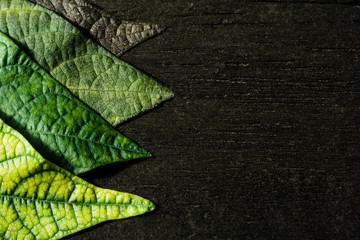 Beautiful bean leaves of different colors on a dark wooden background. Natural rural backdrop close-up, farmers season