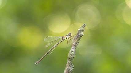Dragonfly