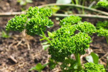 Lush curly parsley in the garden. Farmer season