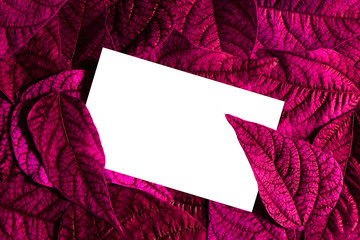 Toned purple bean leaves with a white nameplate Foliage texture, closeup natural background