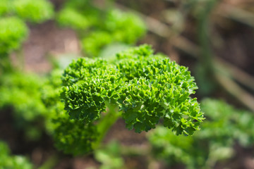 Lush curly parsley in the garden. Farmer season