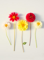 Several multi-colored dahlia flowers on a white background. Beautiful floral background