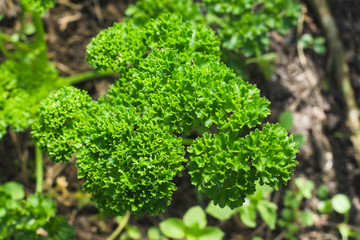 Lush curly parsley in the garden. Farmer season