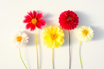 Several multi-colored dahlia flowers on a white background. Beautiful floral background