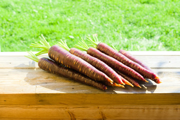 Freshly picked crop of dark purple carrots on a wooden window sill on a farm, harvest season
