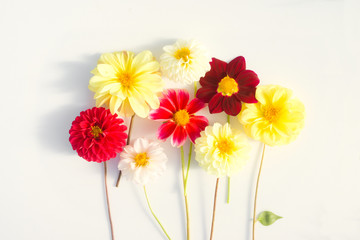 Several multi-colored dahlia flowers on a white background. Beautiful floral background