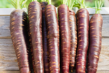Freshly picked crop of dark purple carrots on a wooden window sill on a farm, harvest season