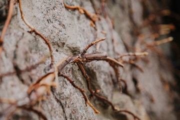 Branch of grapes on stone fence close-up