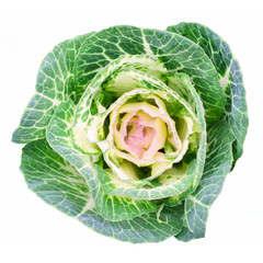 Pink-green decorative cabbage. Landscape design element, isolated on white background, top view
