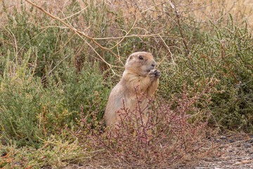 Cute Prairie Dog in the Grasslands