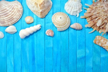 Shells on blue wooden background.Summer and Sea Concept.