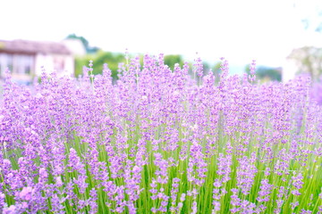 Lavender field with cottage in background