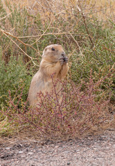 Cute Prairie Dog in the Grasslands