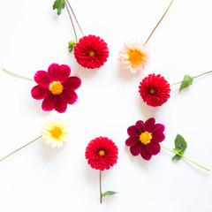 Several multi-colored dahlia flowers on a white background in a circle. Beautiful floral background