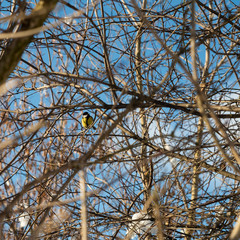 little bird on winter tree without leaves