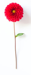 Red dahlia flower on a white background