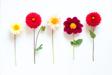 Several multi-colored dahlia flowers on a white background. Beautiful floral background