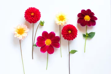 Poster Several multi-colored dahlia flowers on a white background. Beautiful floral background © Elena Abduramanova