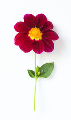 Red dahlia flower on a white background