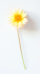 Yellow-pink dahlia flower on a white background