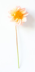 Yellow-pink dahlia flower on a white background