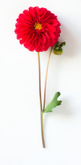 Red dahlia flower on a white background