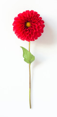 Red dahlia flower on a white background