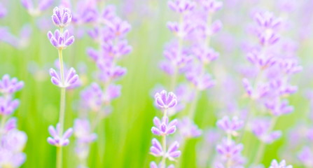 Obraz na płótnie Canvas Lavender plant close up
