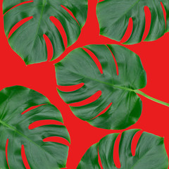  Tropical leaves of Monstera on a red background.