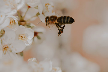 bee on a flower
