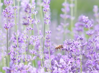 Lavender with Bee - Close up