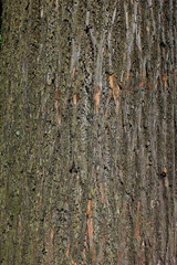 texture, tree bark background