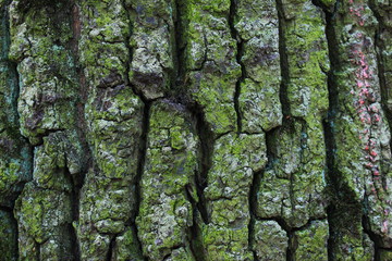 texture, tree bark background