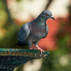 Rock Pigeon Columba livia Red Background