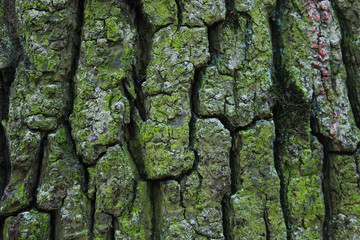 texture, tree bark background