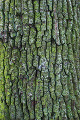 texture, tree bark background