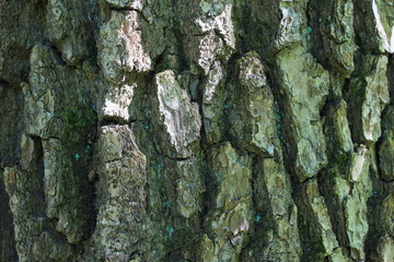 texture, tree bark background
