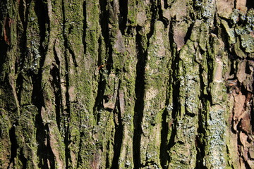 texture, tree bark background