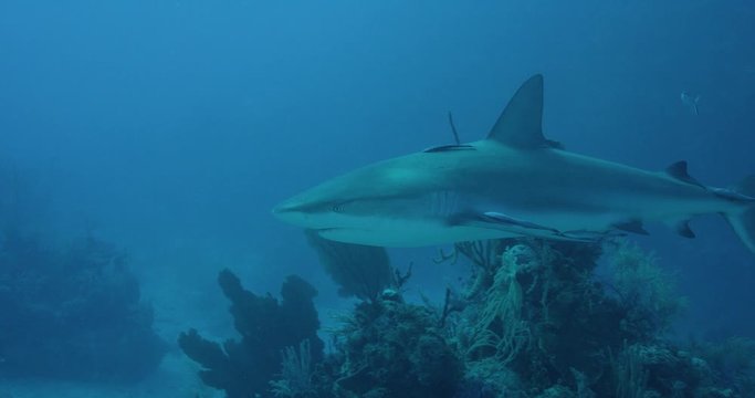 Lone grey reef shark in search of food, slow motion