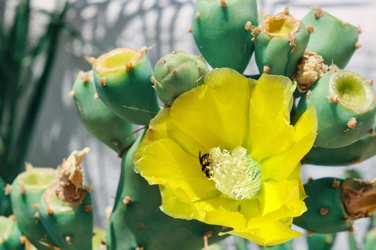 Bee pollinates the flowers of cactus opuntia, close-up.