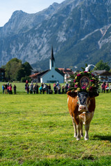 Almabtrieb der Kühe in Pertisau