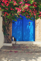 Cat under a flowering tree at the blue door in Sidi Bou Said, Tunisia